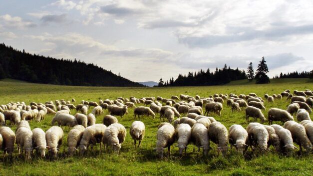 697 Sheep and I Can’t Sleep